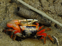 Mud Crab USA