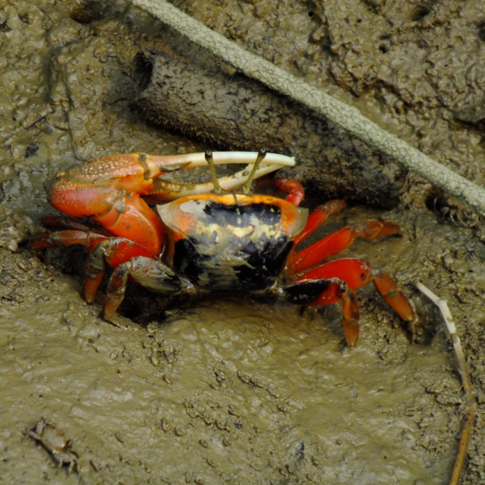 Mud Crab USA