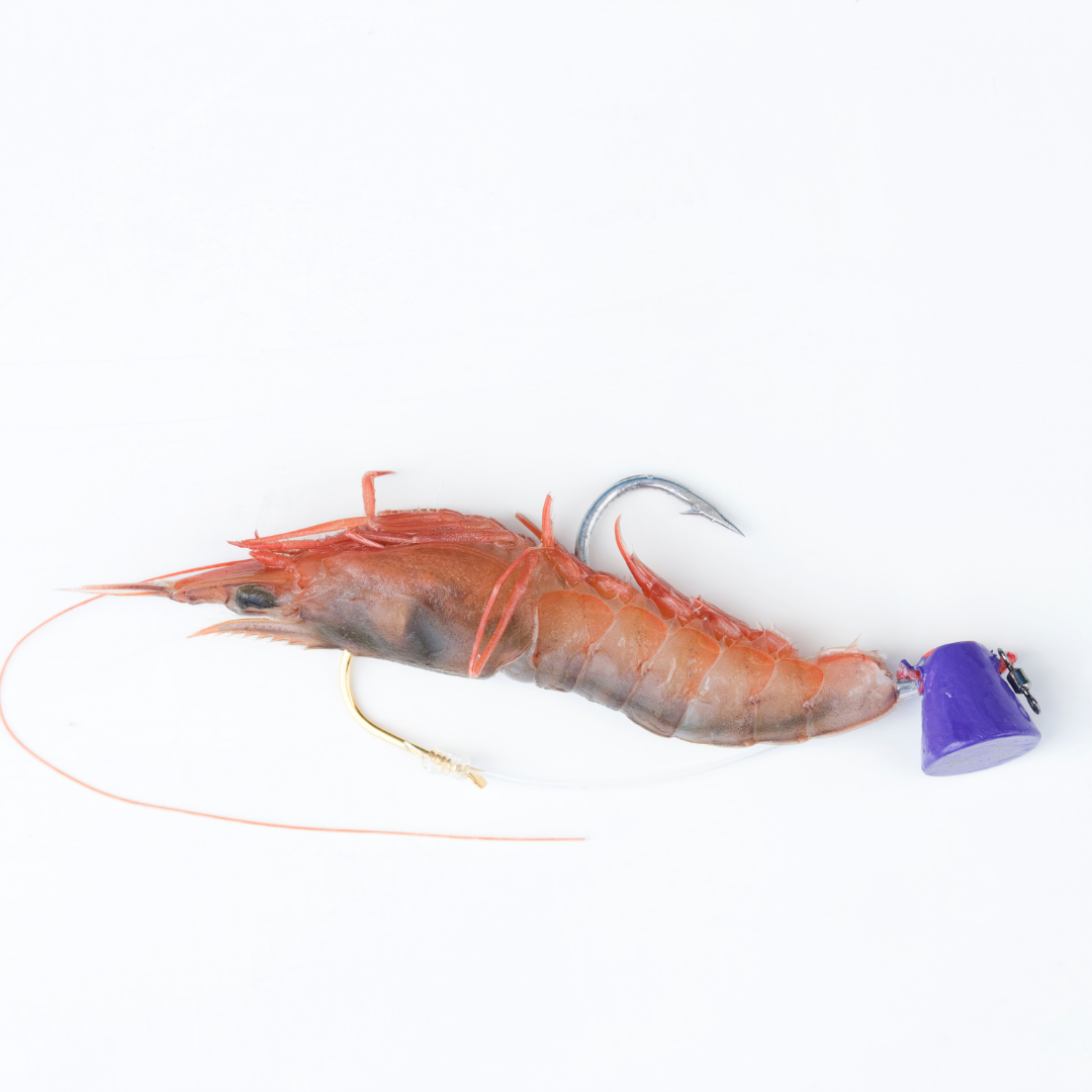 Shrimp Bait For Fishing Game Fish — The Fishing Advice