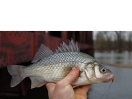 How To Catch White Perch