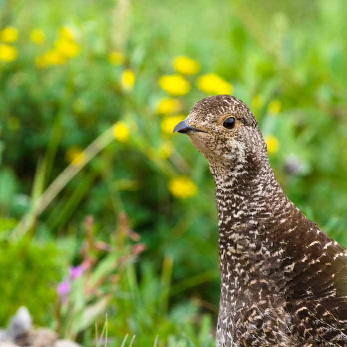 forest grouse