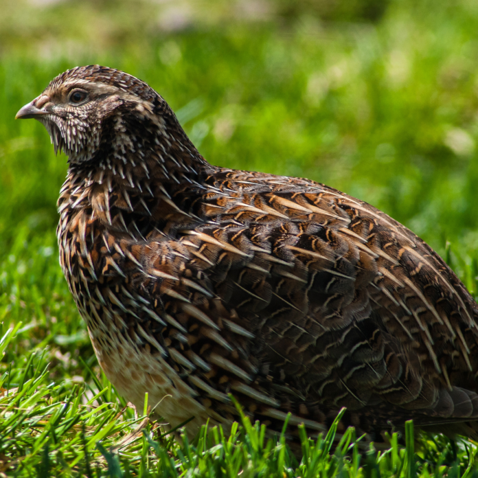 Hunting Fool Hens - Ruffed Grouse — The Fishing Advice