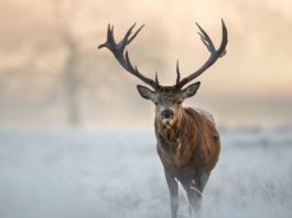 Deer Hunting on Snow
