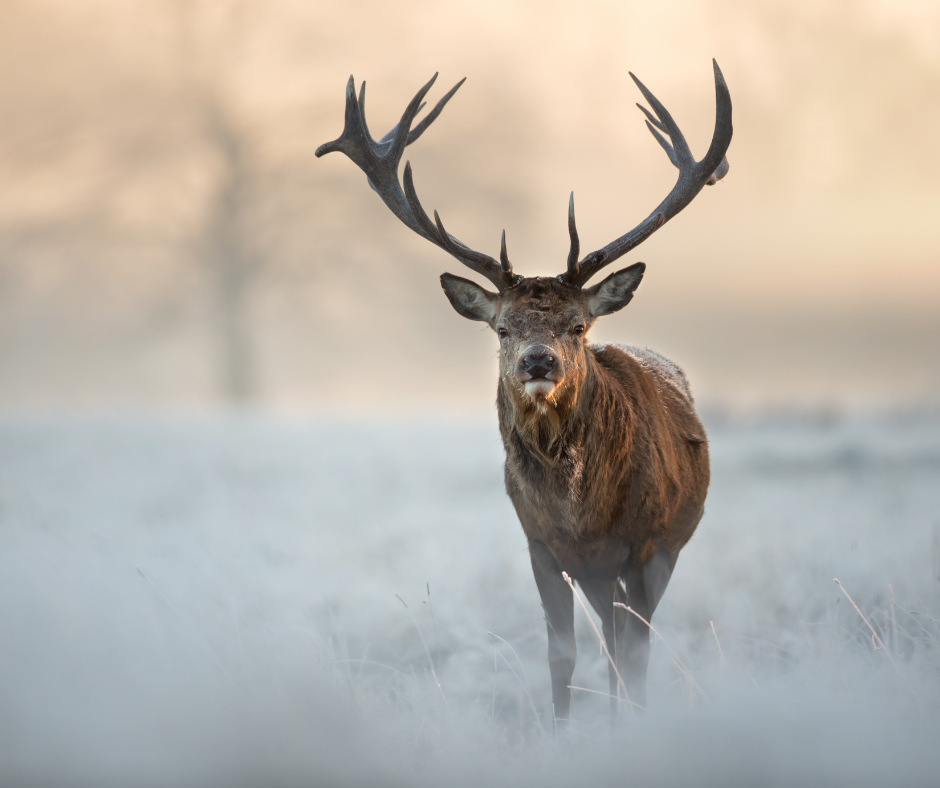 Deer Hunting on Snow